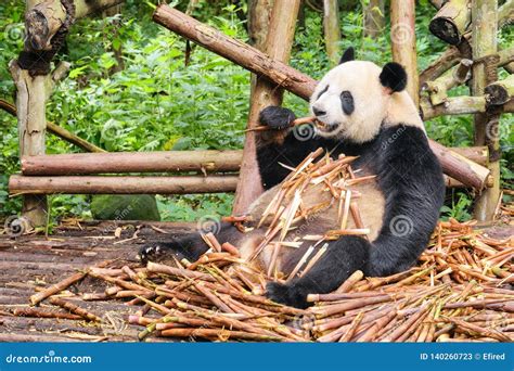 Cute Funny Giant Panda Eating Bamboo Wild Animal In Forest Stock Image