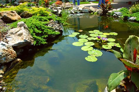 The Benefits Of Aquatic Plants And Water Garden