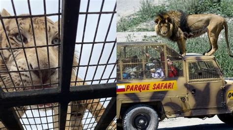 Tigre mata mulher após cerca de zoológico ficar aberta Go Outside