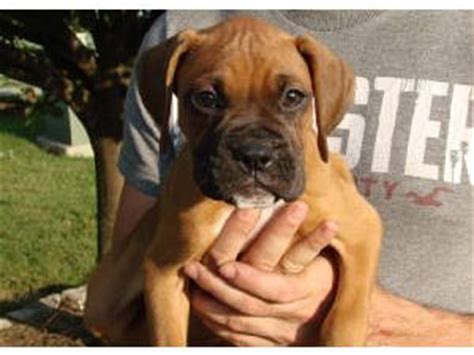 This is where we showcase our athletes to the colleges across the united states. Boxer Puppies in Ohio