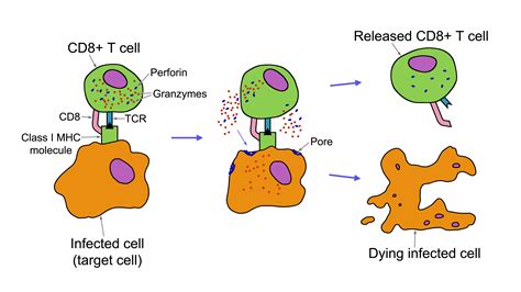T Cell Mediated Cytotoxicity