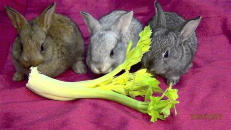 My Cute Pet Baby Bunnies Eating Lettuce Funny Bunny