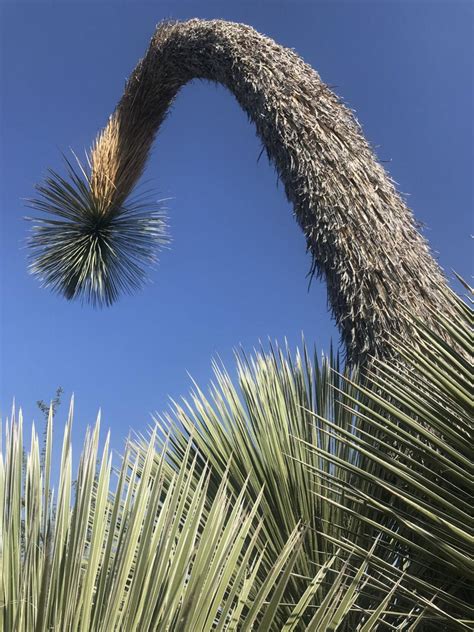 Droopy yucca north of Tucson embodies 2020 | tucson life | tucson.com