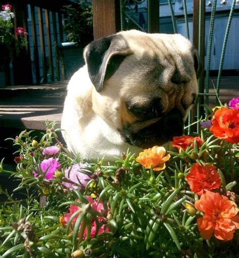 Enjoying The Summer Pugs Cute Pugs Puppy Pictures