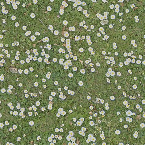 Seamless Grass With Marguerites Texture Texturise Free Seamless Textures With Maps