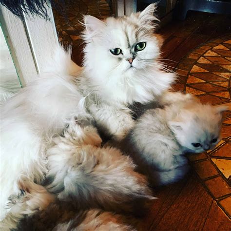 Beautiful Persian Kittens | Petclassifieds.com
