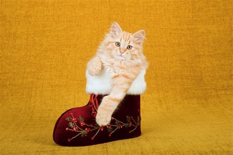 The Cutest Cats With Boots Are Ready For Anything Catster