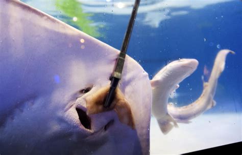 Photos Inside The Audubon Aquariums Mesmerizing New Shark And Ray