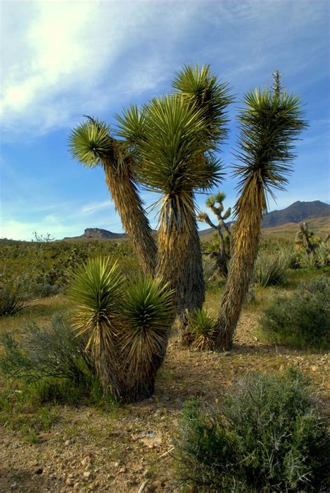 Privacy trees can be a gorgeous option for increasing the privacy in your home and yards. Yucca brevifolia Joshua Tree, Utah - Copyright Nate A ...