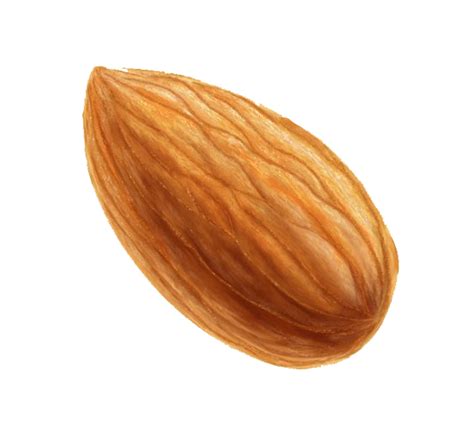 Almond Nut Png Transparent Png Mart
