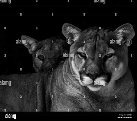 Closeup retrato de un cautivo Cougar también conocido como Puma en un zoológico en África
