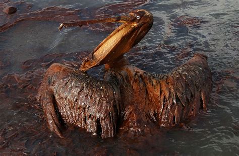 Halliburton To Pay 11 Billion To Settle Gulf Oil Spill Lawsuits The