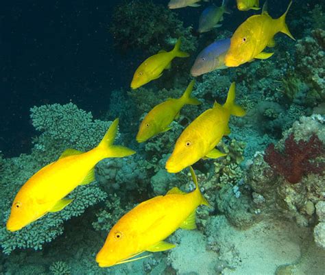 10 Spectacular Yellow Coloured Fish—a Visual Feast Owlcation