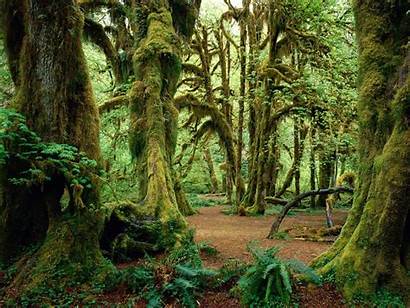 Forest Natureart Examples Magic Akvis Nature Rainforest