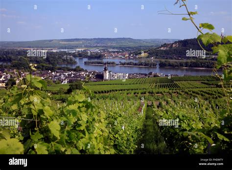 Vineyard And Rhine River At Rudesheim Germany Stock Photo Alamy