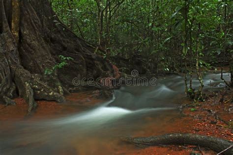 Agumbe Rainforest Stock Photos Free And Royalty Free Stock Photos From