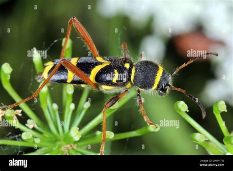Common Beetle Clytus Arietis Of The Longhorn Beetles Cerambycidae
