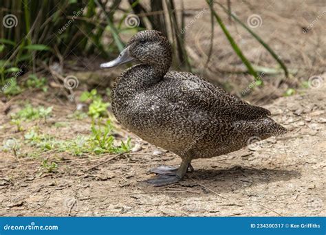 Australian Endangered Freckled Duck Stock Image Image Of Ground