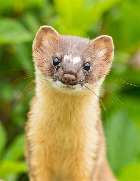 Five Fun Facts About The Weasel Estes Valley Spotlight