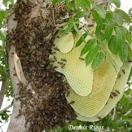 Phoenix arizona 85041 the beehive llc bee and wasp removal. Bee Swarm & Bee Hive Removal Phoenix AZ — Responsible Pest ...