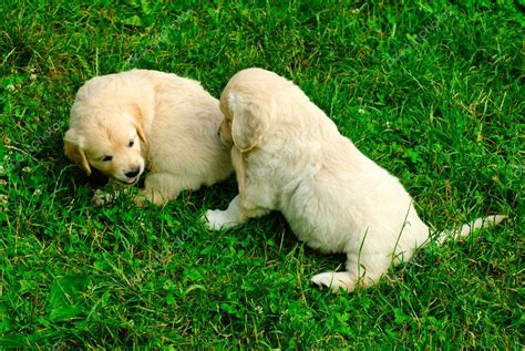 Golden Retriever Puppy In The Grass — Stock Photo © Oksixx 3521997