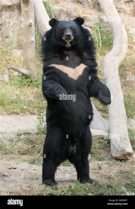 Asiatic Black Bear Stock Photo Alamy
