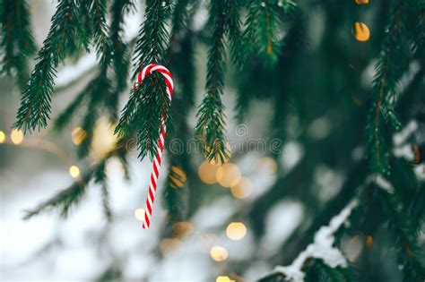 Candy Canes On Christmas Tree Stock Image Image Of Detail Tasty