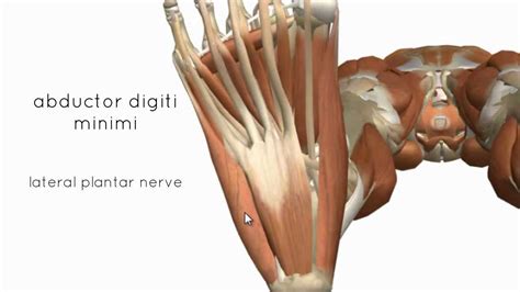 Muscles Of The Foot Part 2 3d Anatomy Tutorial Youtube