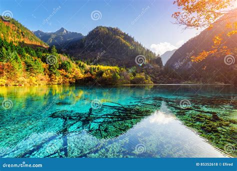 Colorful Woods Reflected In Azure Water Of The Five Flower Lake Stock