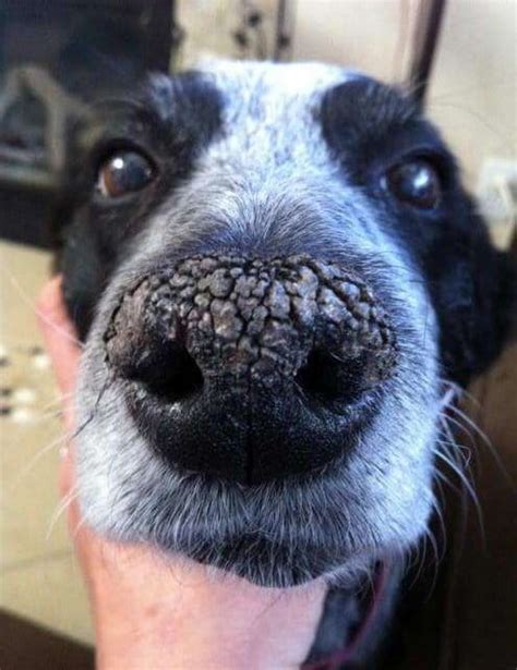 Dry Crusty Dog Nose Causes And Remedies Dogs Cats Pets