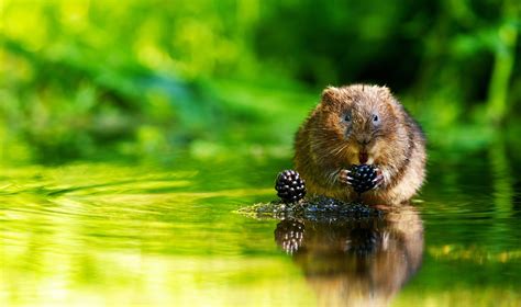Maybe you would like to learn more about one of these? How to Get Rid of Moles and Voles | Environmental Pest ...