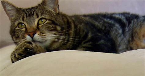 Hero Cat Saves Boy From Vicious Dog Attack Cbs News