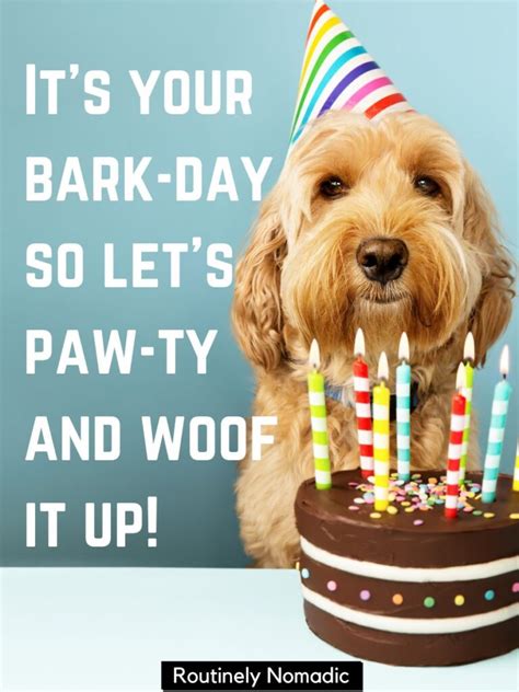 75 Perfect Funny Dog Birthday Puns For 2023 Routinely Nomadic