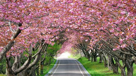 Splendid Cherry Blossom 2560x1440 Hdtv Wallpaper