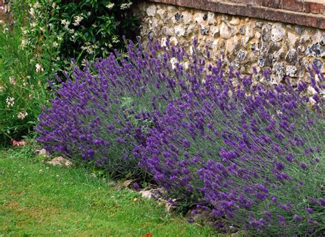 English lavender 'hidcote' hedge pack. Sarcococca confusa | Lisa Cox Garden Designs Blog