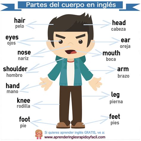 Partes Del Cuerpo En Inglés Parts Of The Body In English Partes Del