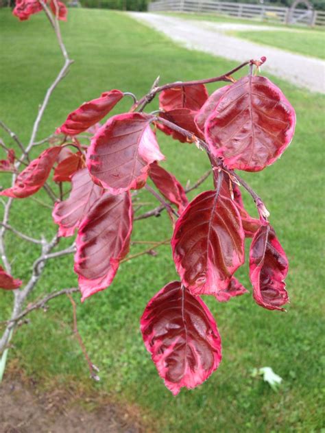 Slow Growing Tri Colored Beech Tree Leaves Beech Tree Leaves Ohio