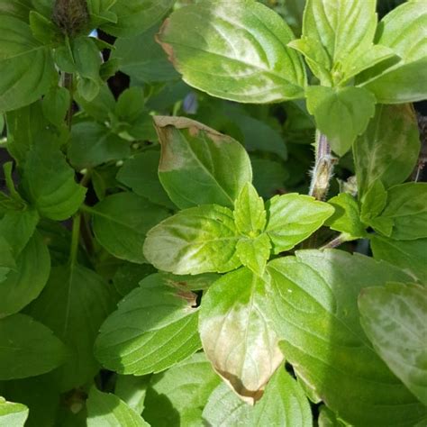 Prevent Sunburned Plant Leaves Tips To Protect Your Plants