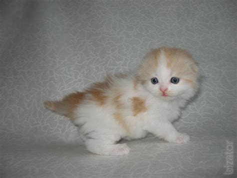 Sale Scottish Fold And Straight Kittens Buy On