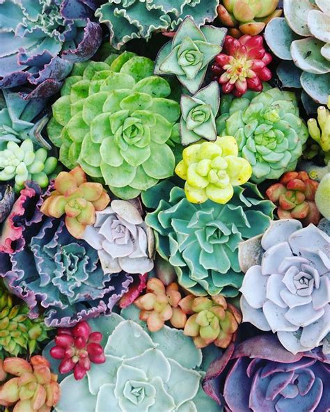 Download Succulents Wallpaper Colorful Watercolor By Kimberlyn38