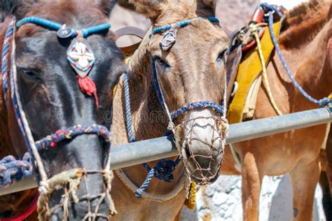 Donkeys For Horse Riding In The Village Oia Stock Image Image Of