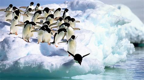 Penguins Water Snow Animal Photo Hd Wallpaper Preview