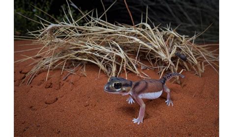 Photographing Australias Desert Reptiles Reptiles Wildlife Lizard
