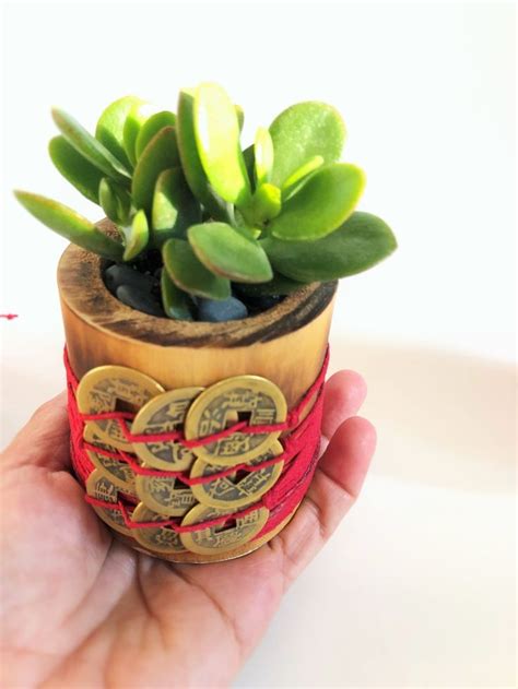 Feng Shui Money Plant With 9 Coins Attached For Money Attraction In