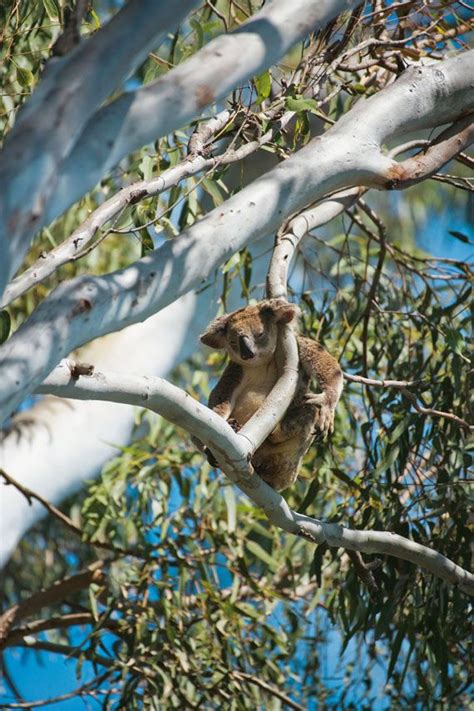 Koalanoosa In The Wild Drop Bear Special Images Marsupial Quokka