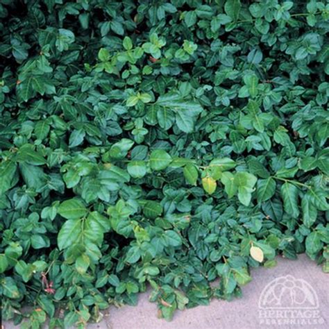 Purple Leaf Wintercreeper Euonymus Fortunei ‘coloratus Davenport