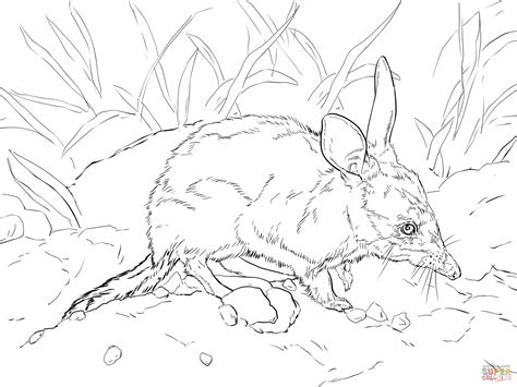 Cute Bilby Coloring Page Free Printable Coloring Pages
