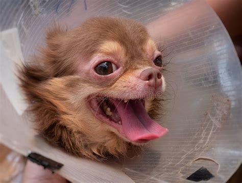 Cane Della Chihuahua Con La Demodicosi Pelle Del Cane Di Allergia Immagine Stock Immagine Di