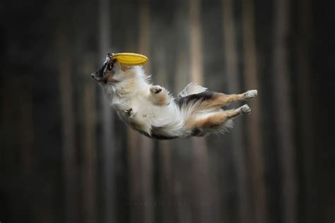 Mesmerizing Photos Of Dogs In Mid Air By Claudio Piccoli