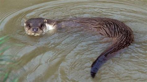 canal and river trust to help otters in west midlands bbc news